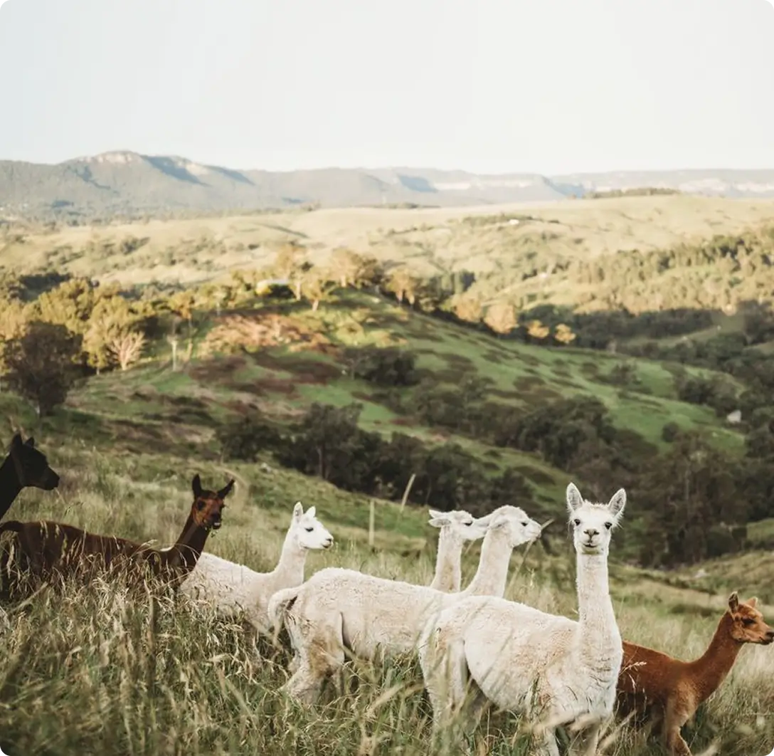 Alpacas in Peru