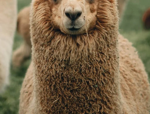 ETHICALLY SOURCED PERUVIAN ALPACA FIBER.